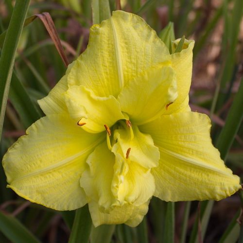 Samantha Lucretia DAYLILY DF Rebloomer