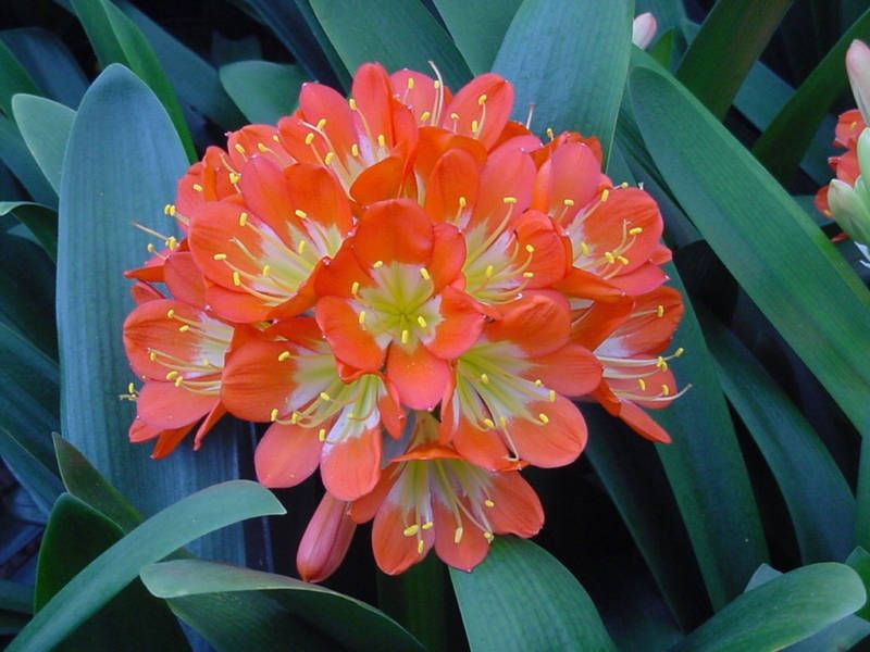 Lisa Manion Euro Hybrid Clivia Plant Seedling