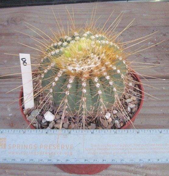 Coleocephalocereus (Buiningia) aureus Short Gold Spine with Cephalium