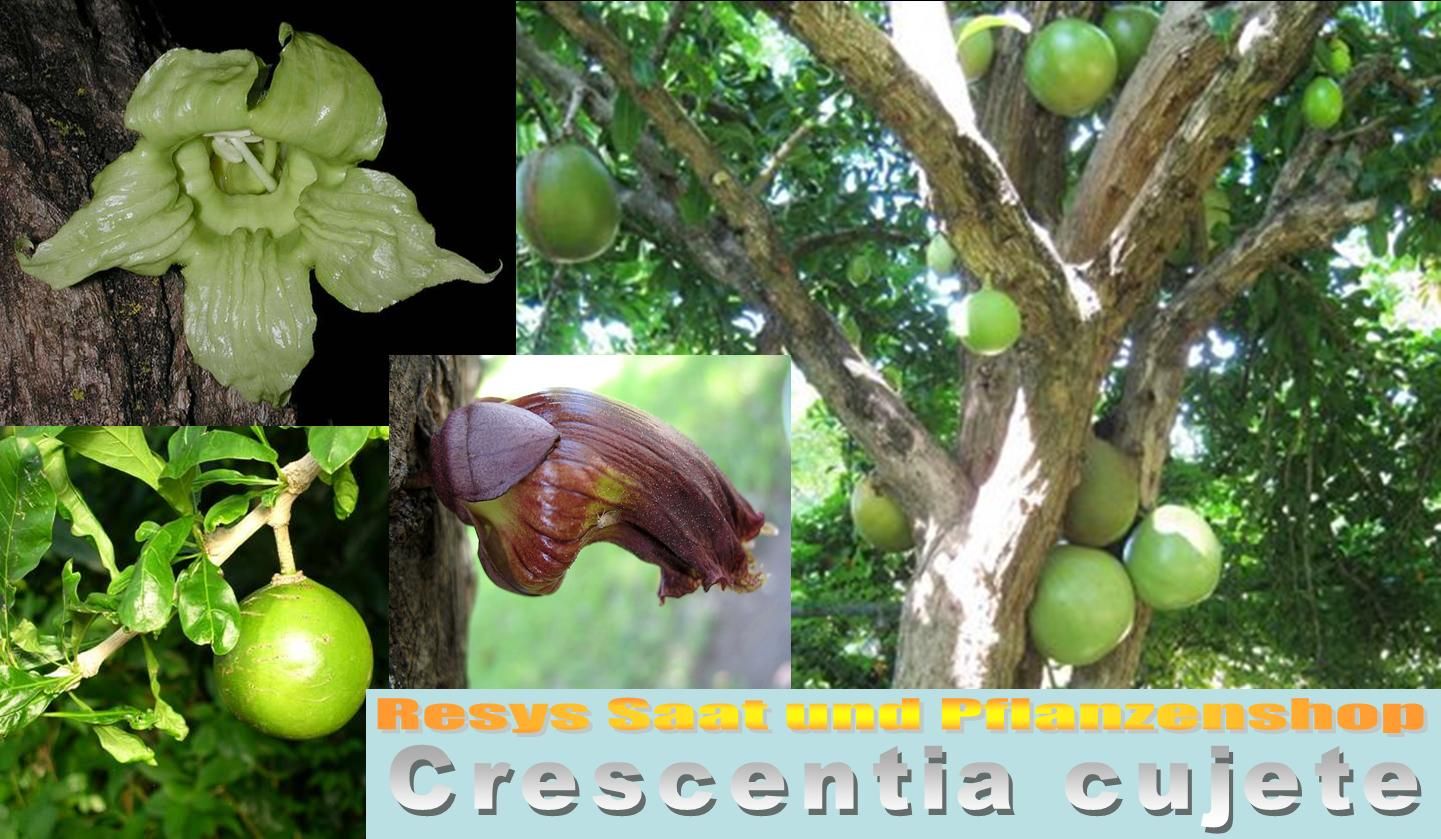 Crescentia cujete *** Kalebassenbaum *** 10 Samen