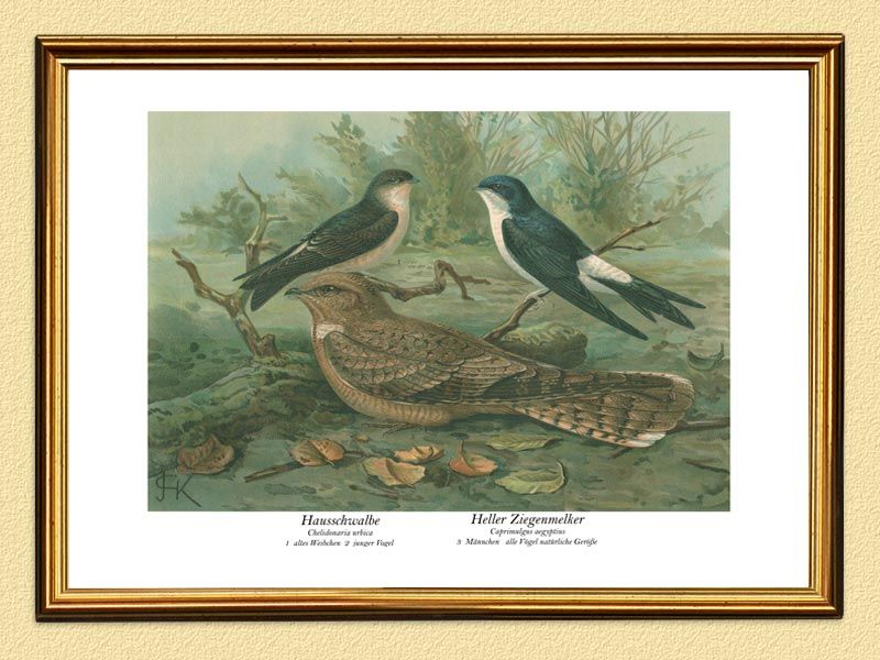 HAUSSCHWALBE & HELLER ZIEGENMELKER VÖGEL NAUMANN 118***