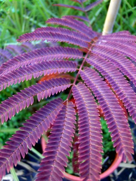 Albizia Summer Chocolate, 150 170cm, roter Schlafbaum