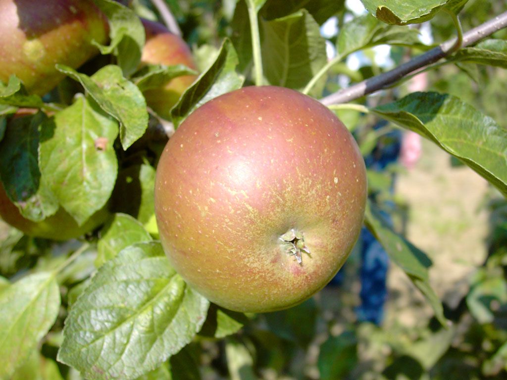 Ein Winterapfel, entstanden aus einer Kreuzung von Cox Orangenrenette