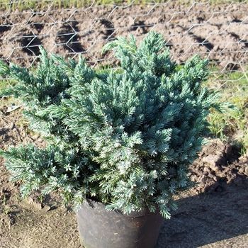 Blauer Zwergwacholder Blue Star (Juniperus squamata Blue Star) im