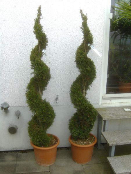 Thuja Smaragd Spirale, PonPon, Gartenbonsai, 180cm