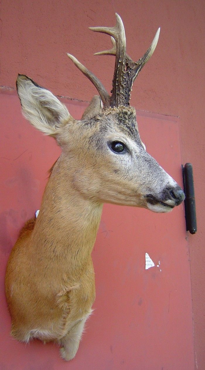 REHBOCK 468 Gr. PRÄPARAT TAXIDERMY ROE DEER CAPRIOLO CORZO CHEVREUIL