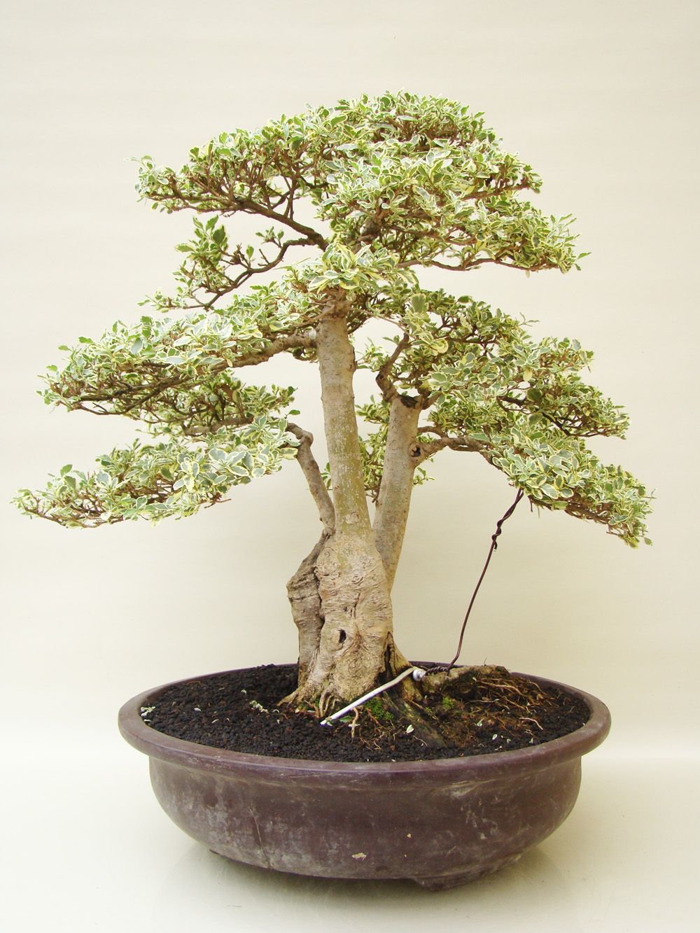 Bonsai Yamadori Liguster, ca. 25 Jahre, ca. 58 cm