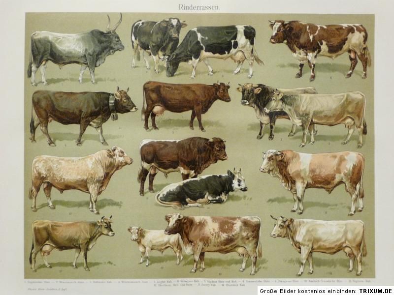 Zoologie   Rinderrassen, Kuh, Stier, Litho 1907, M 6