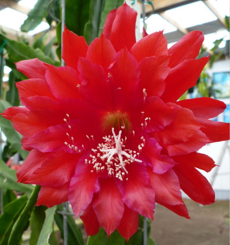 Epiphyllum Epicactus Blattkaktus KIWI CHRISTMAS PARADE L Blüte