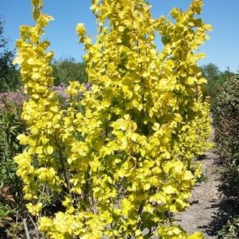 Säulen Goldulme (Ulmus carpinifolia Wredei) Zierstrauch im